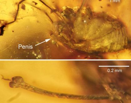 A spider's erection, and other cool things trapped in amber     - CNET
