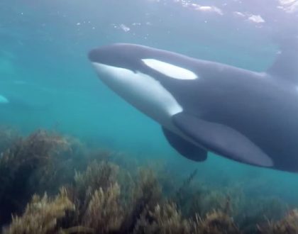 Killer whale recorded mimicking language     - CNET