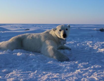 Polar bears struggling to catch enough seals as ice fades     - CNET